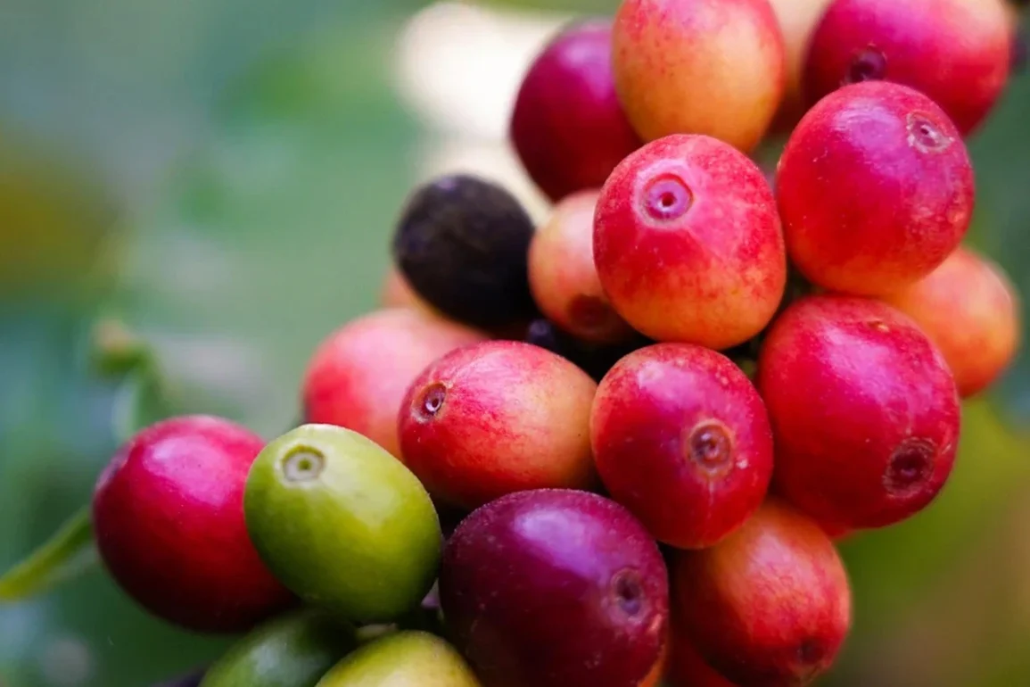 Arabica Kahvesi Nedir, Nerede Yetişir? 14 Coffeaarabica