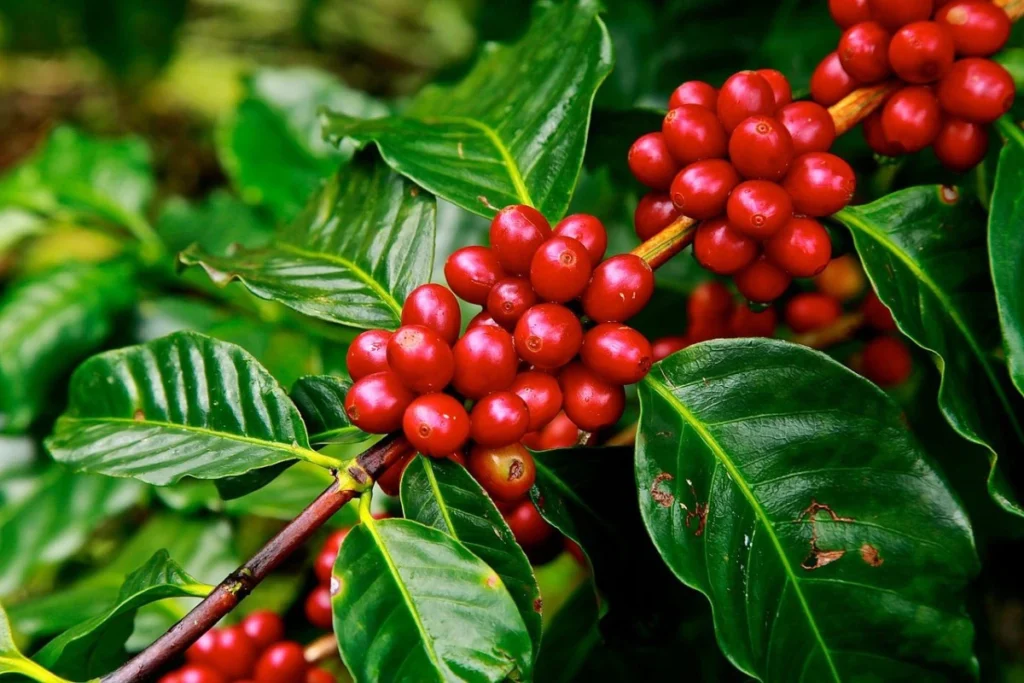 Robusta04
