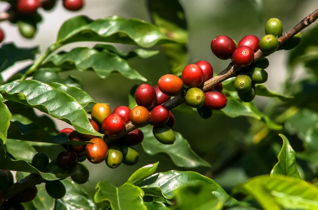 arabica01 arabica01
