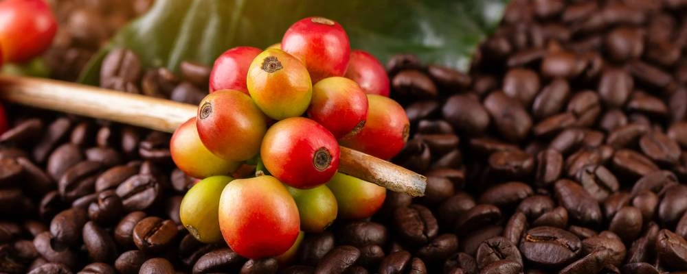 arabica03 arabica03