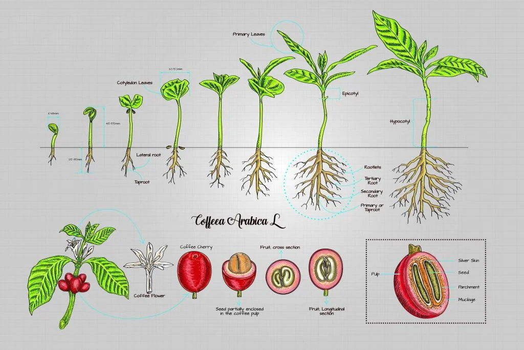 arabica_cicegi arabica cicegi