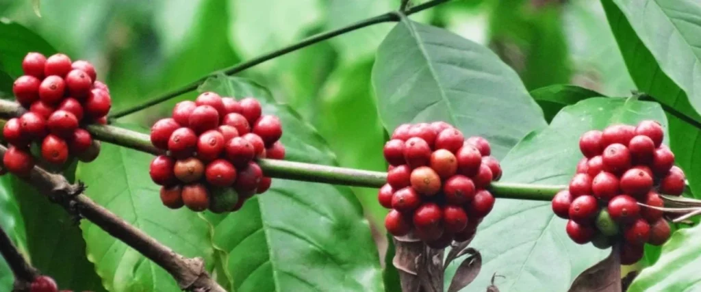 robusta01