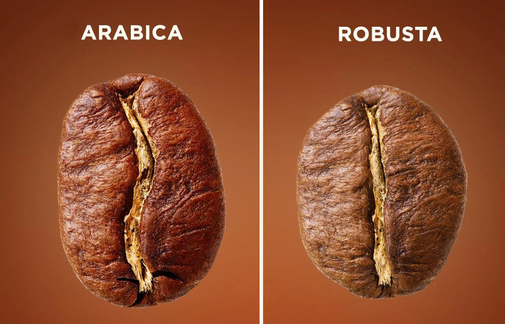 robusta03